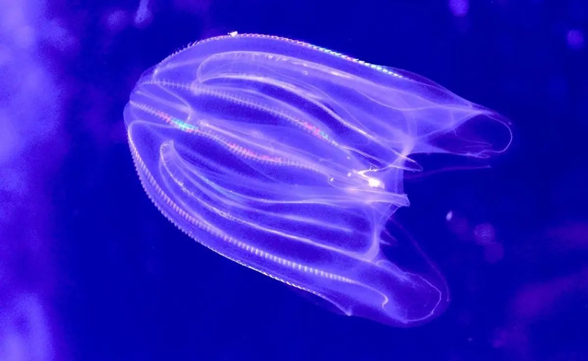 Medusas peine ctenóforos Medusas peine ctenóforos