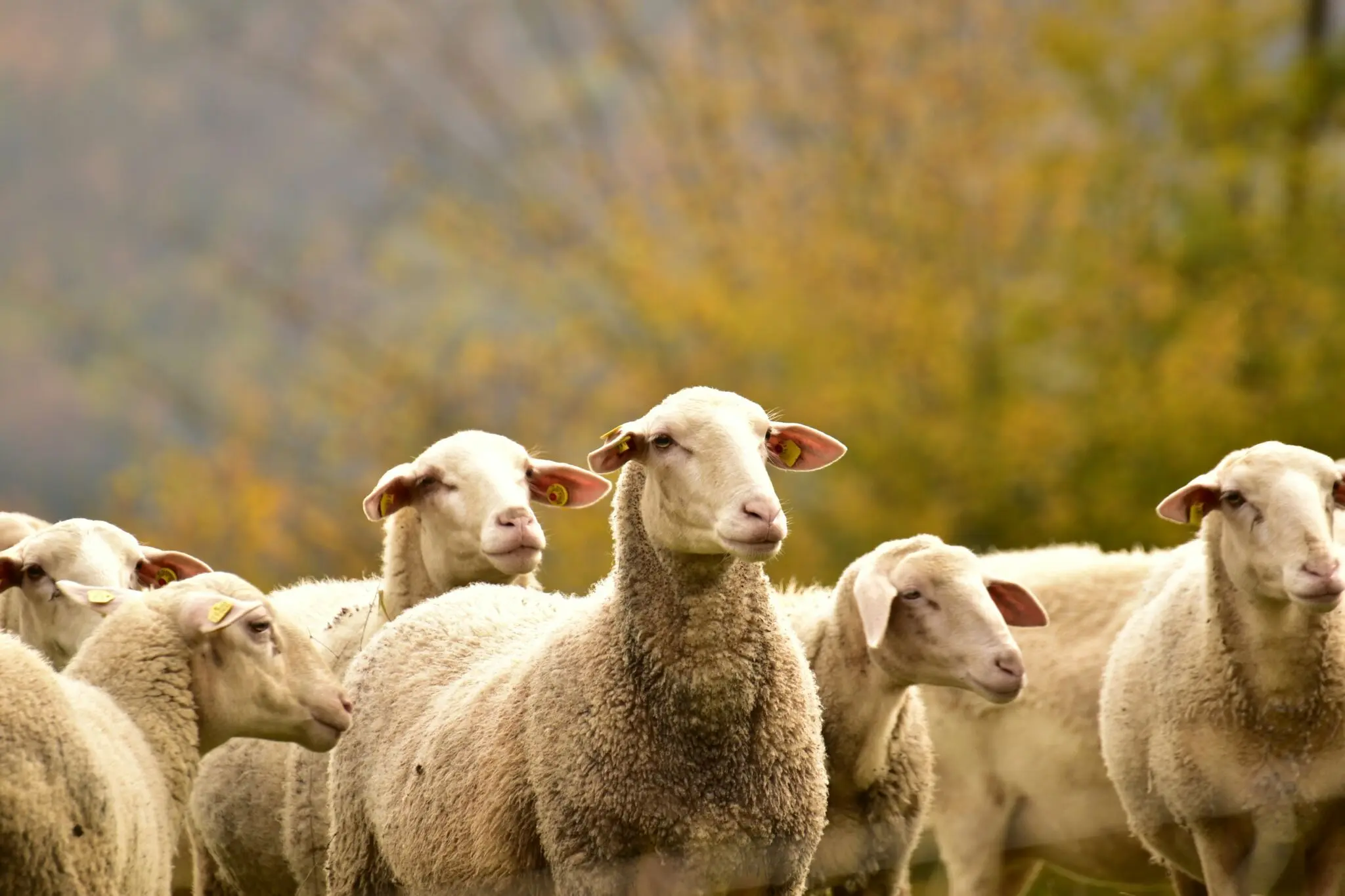 El ADN de un pergamino medieval revela epidemias de viruela ovina que asolaron rebaños europeos 1 Merca2 viruela ovina rebaños
