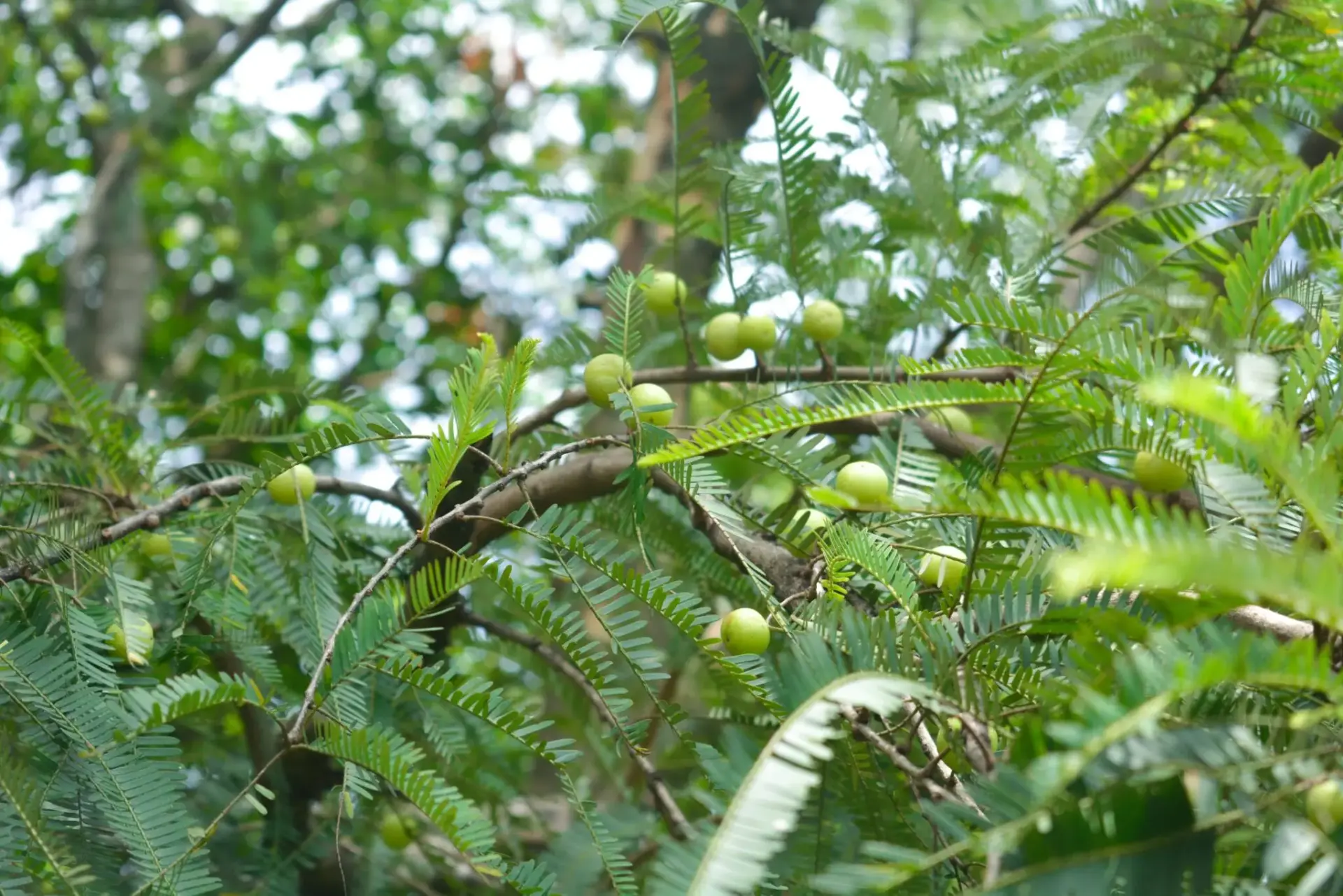 amla-propiedades-vitamina-c-portada amla propiedades