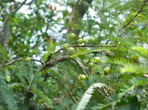 amla-propiedades-vitamina-c-portada amla propiedades