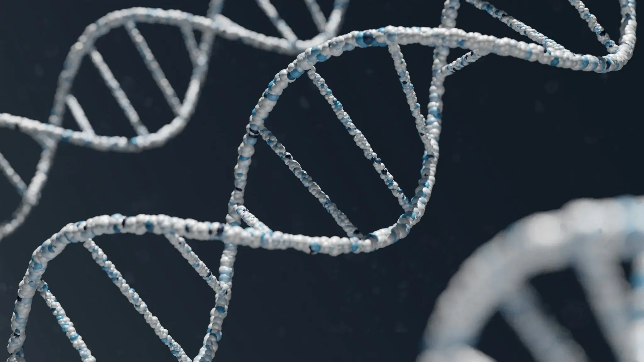 Descubren el mecanismo que permite a las neuronas leer genes ultra-largos de 2 millones de bases 1 Merca2 transcripción neuronal