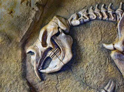 huellas-tyrannosaurus-rex-dako-rastro-fosil-dinosau-1 rastro fósil dinosaurio