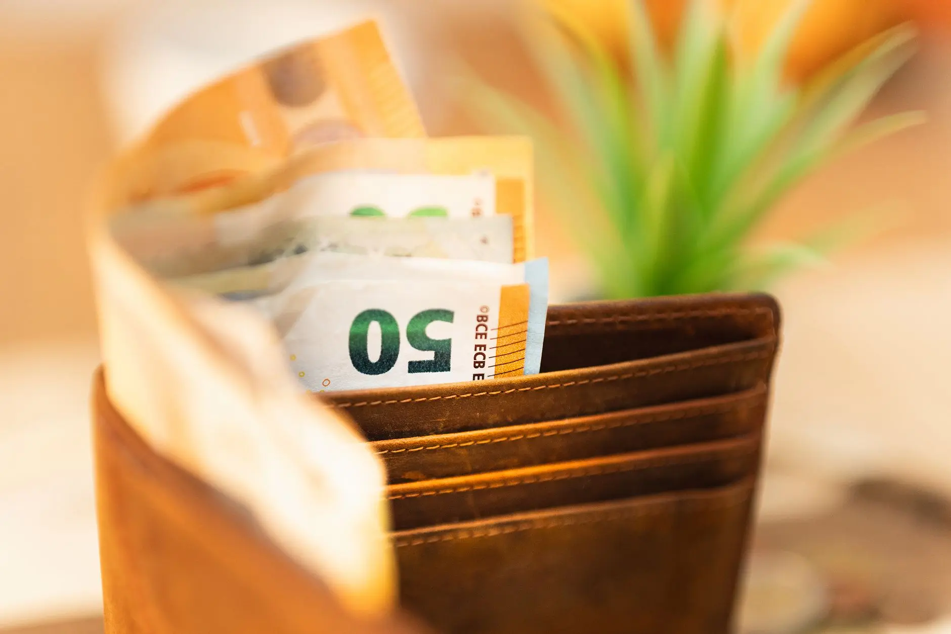 Primer plano de una billetera con billetes de euro y una planta verde al fondo.
