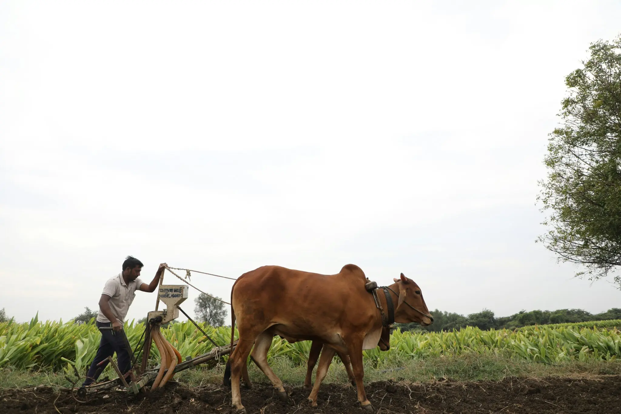 Sequía India Maharashtra