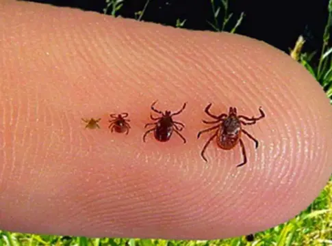 Un hombre deja de hablar y de moverse tras la picadura de una garrapata: los médicos descartan Lyme y descubren el letal virus Powassan Un hombre deja de hablar y de moverse tras la picadura de una garrapata: los médicos descartan Lyme y descubren el letal virus Powassan