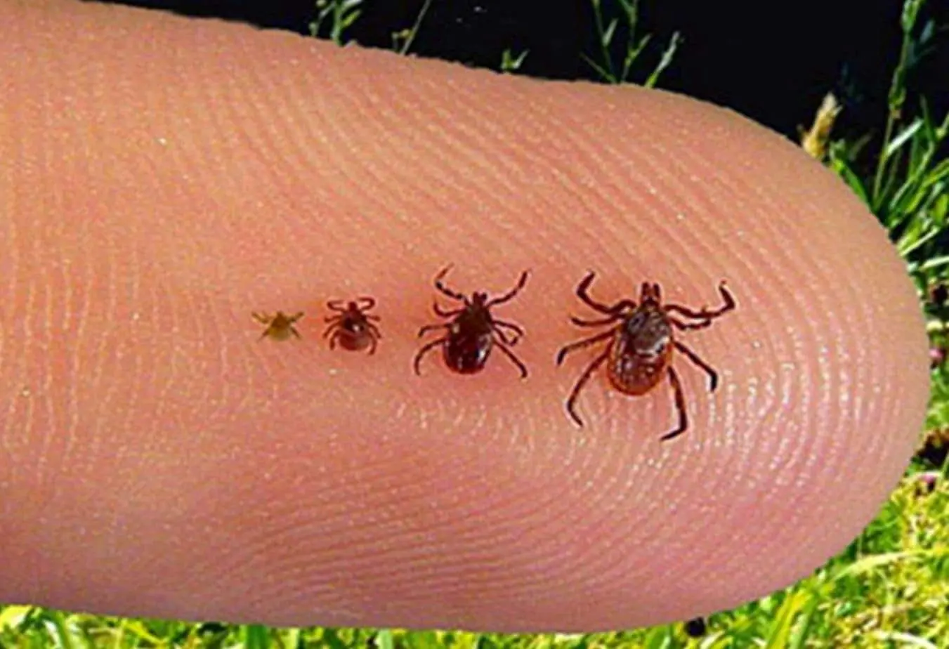 Un hombre deja de hablar y de moverse tras la picadura de una garrapata: los médicos descartan Lyme y descubren el letal virus Powassan