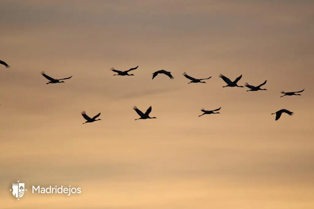 Siluetas de varias aves vuelan en formación sobre un cielo anaranjado.
