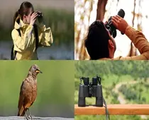 Collage de observación de aves con personas, un pájaro y prismáticos.