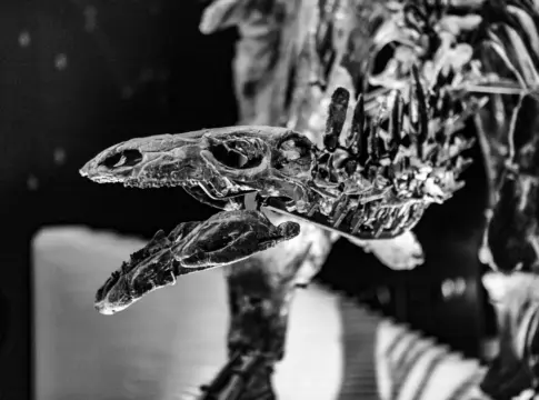 infernogallus-jamesi-dinosaurio-frugivor-portada dinosaurio frugívoro