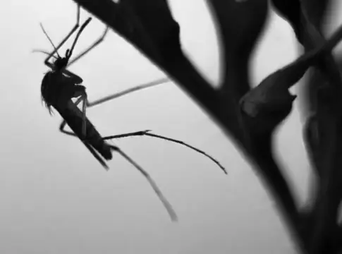Insecto de patas largas sobre una planta Fotografía en blanco y negro de un insecto de patas largas sobre una planta.