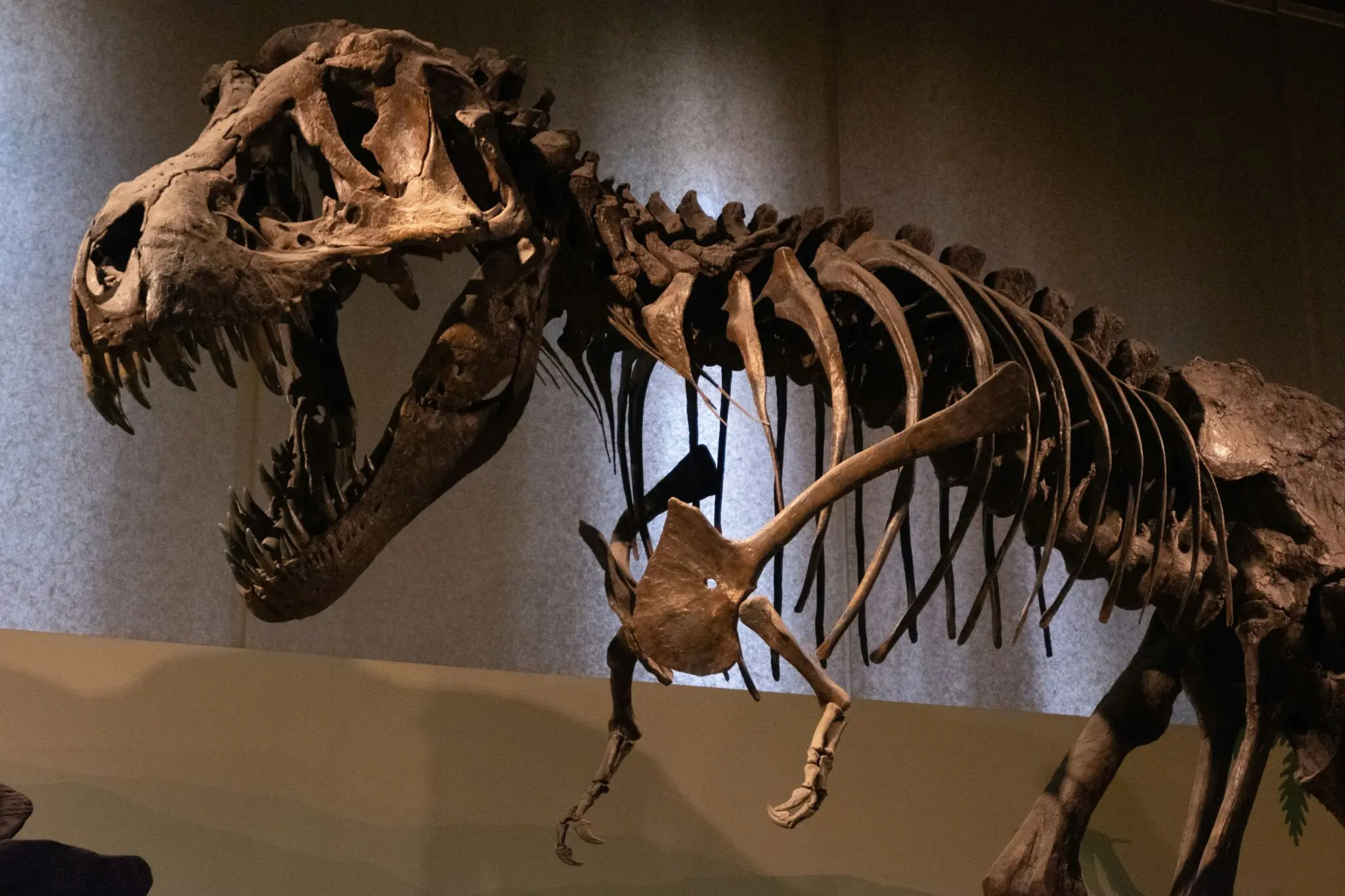 Norellraptor barsboldi