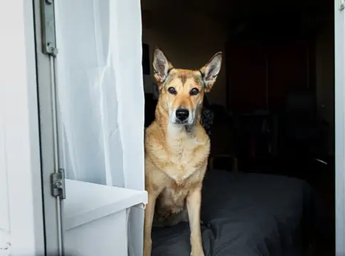 En España ya hay más hogares con perros y gatos que con niños pequeños: qué dice sobre cómo vivimos En España ya hay más hogares con perros y gatos que con niños pequeños: qué dice sobre cómo vivimos