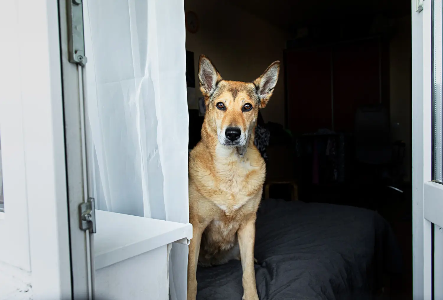 En España ya hay más hogares con perros y gatos que con niños pequeños: qué dice sobre cómo vivimos En España ya hay más hogares con perros y gatos que con niños pequeños: qué dice sobre cómo vivimos