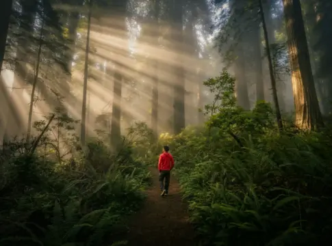 Persona caminando por un bosque iluminado ejercicio aeróbico corazón