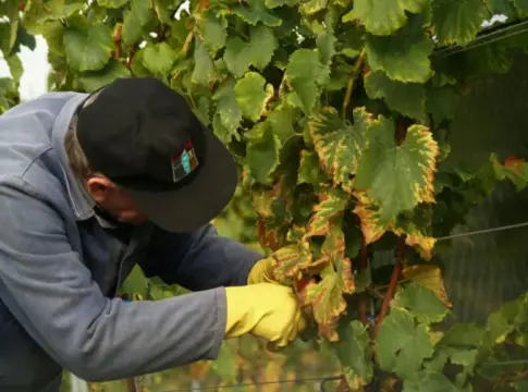 Persona trabajando entre hojas de vid Una persona con gorra y guante amarillo manipula hojas de una vid entre hileras de viñedo.