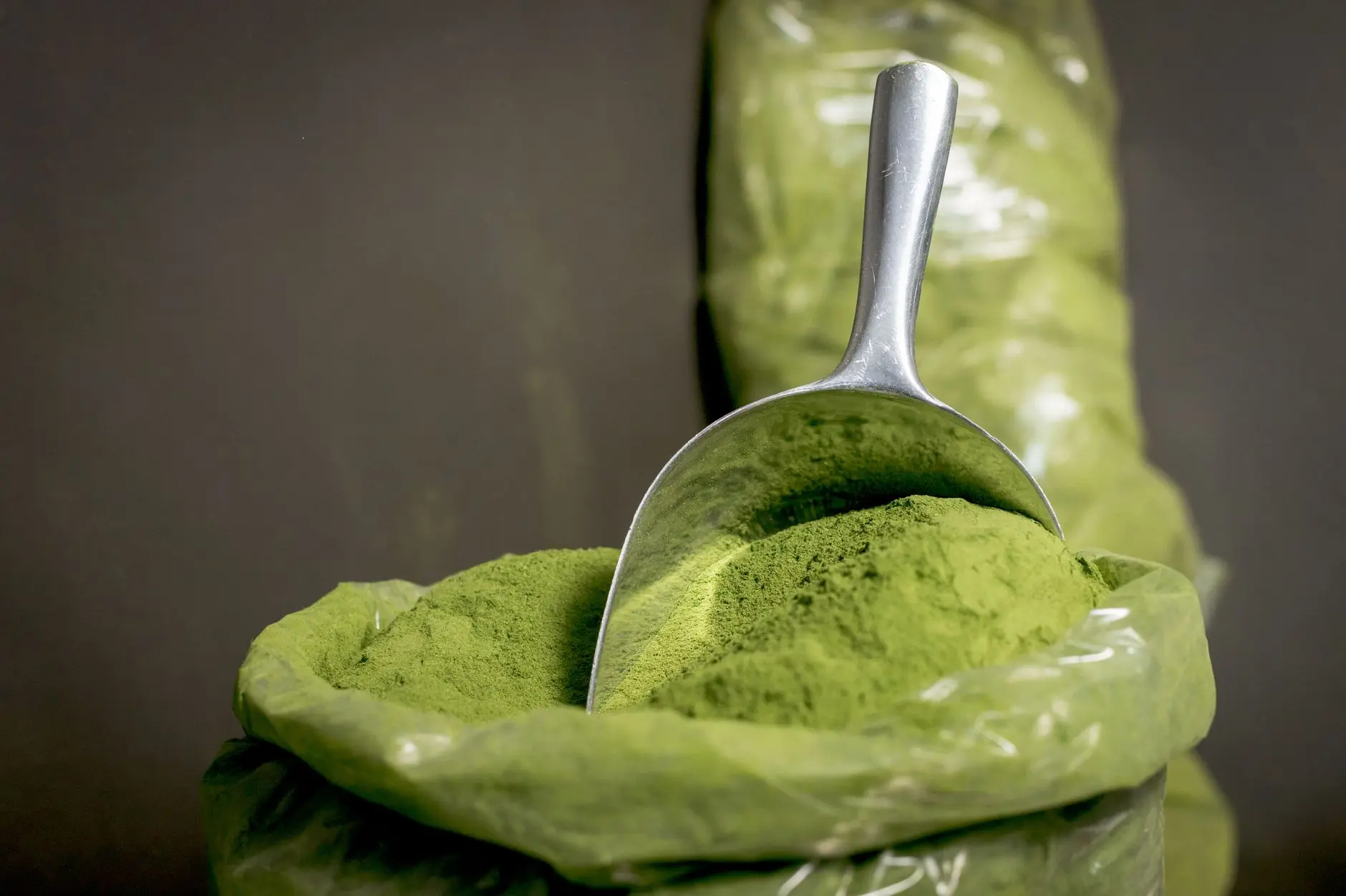 Primer plano de polvo fresco de moringa en una cucharada de acero inoxidable, resaltando su vibrante color verde.