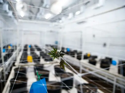 Planta entre redes de soporte validación técnica startup