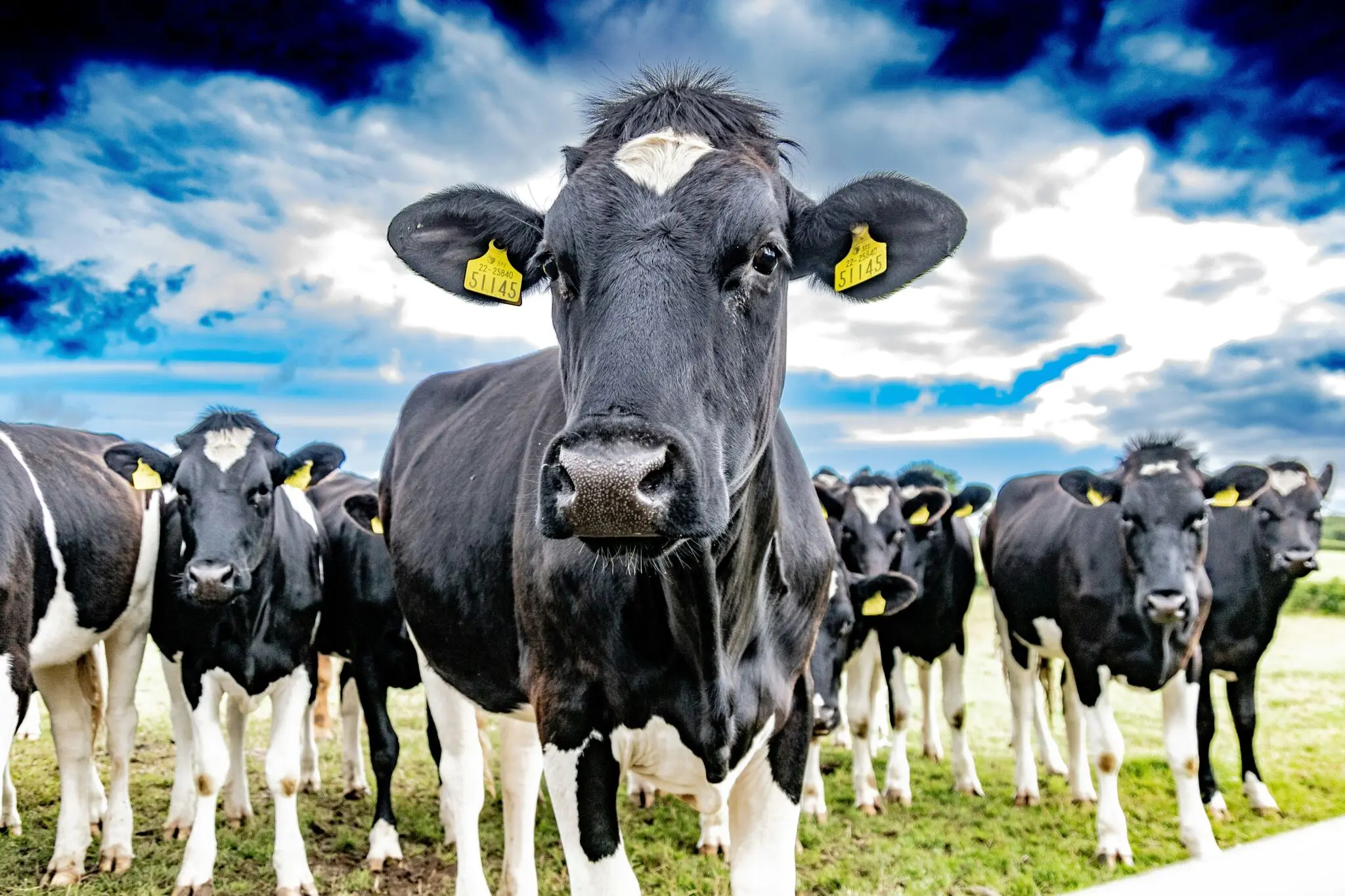COAG exige a Mercadona que frene la bajada del precio de la leche y asuma el recorte, no el ganadero 1 Merca2 guerra de precios leche