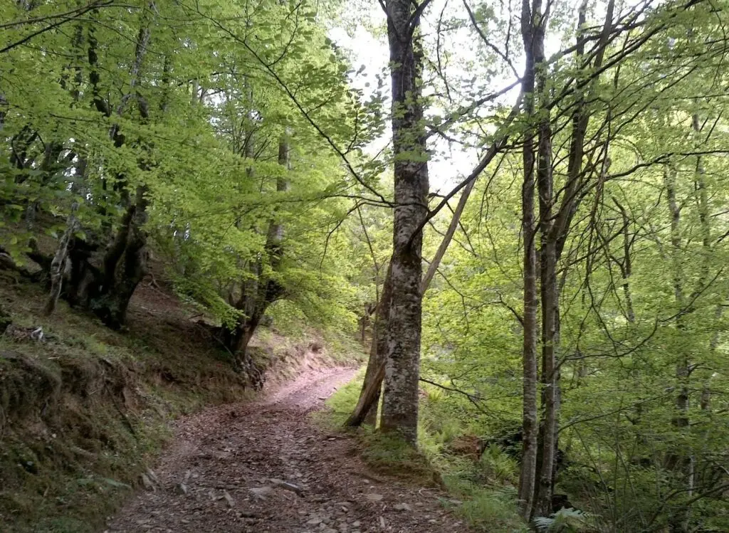 Sendero de tierra serpentea entre árboles frondosos en un bosque verde.