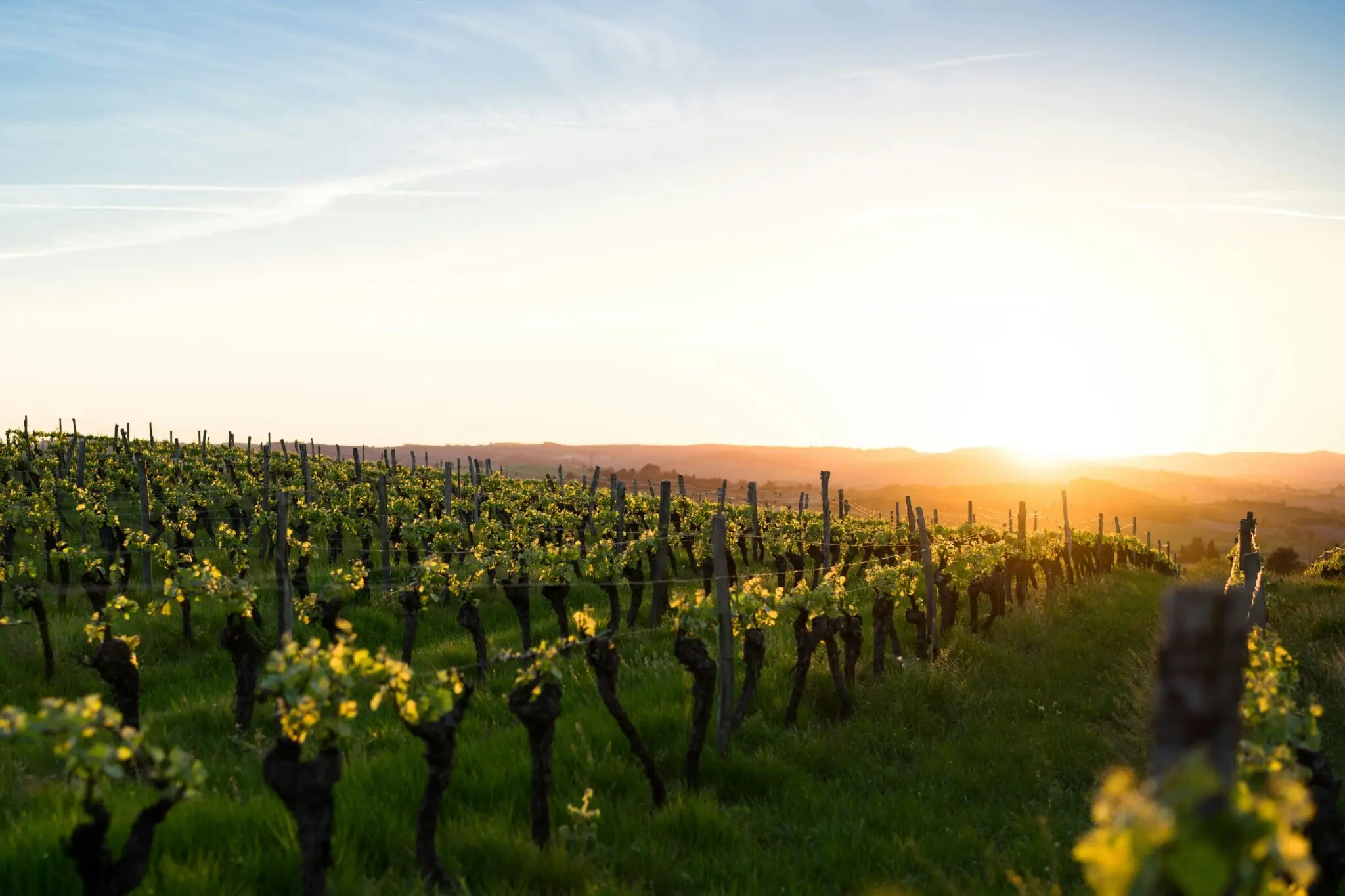 Vega Sicilia invierte 20 millones en Rías Baixas: 30.000 botellas de albariño de guarda para el inversor 1 Merca2 vino de inversión