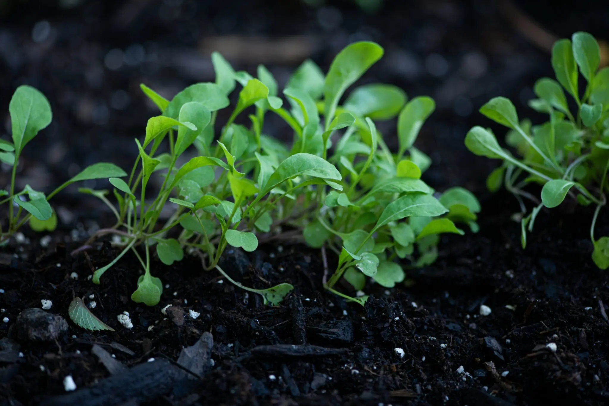 Por qué cambiar la lechuga por seis verduras de hoja eleva tus nitratos, folato y vitamina K 1 Merca2 lechuga o rúcula